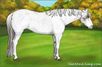 Horse Color:Liver Red Dun Ice Sabino 