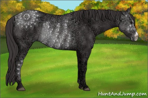 Horse Color:Smoky Black Ice Rabicano