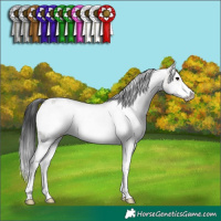 Horse Color:White Spotted Grullo Sabino Splash Frame Rabicano 
