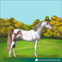 Horse Color:Painted White Spotted Chocolate Brown Dun Tobiano Brindle 