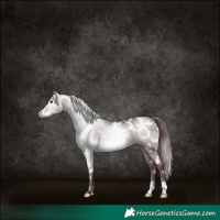 Horse Color:Gray Platinum White Spotted Chocolate Brown Dun 