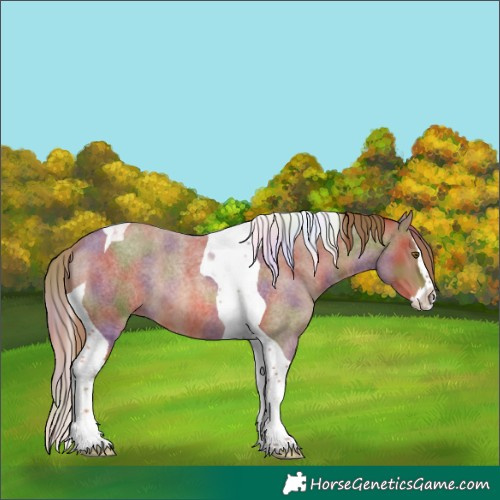 Horse Color:Nacre Red Roan Splash Tobiano