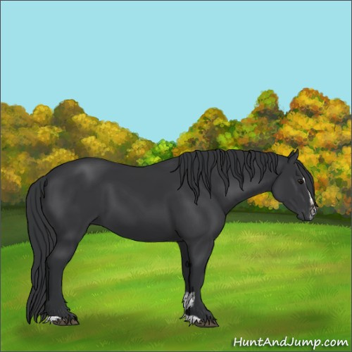 Horse Color:Black Sabino