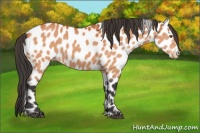 Horse Color:Bay Sabino Leopard 