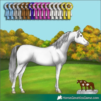 Horse Color:White Spotted Grullo Sabino Splash Frame Rabicano 