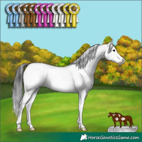 Horse Color:White Spotted Grullo Sabino Splash Frame Rabicano 