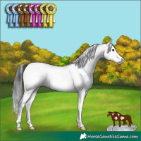 Horse Color:White Spotted Grullo Sabino Splash Frame Rabicano