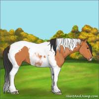 Horse Color:Unknown 