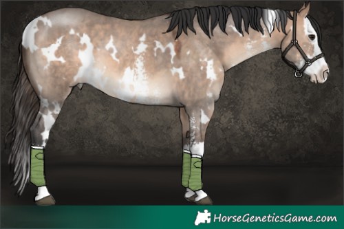 Horse Color:White Spotted Brown Dun Mushroom Sabino Splash 