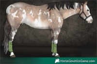 Horse Color:White Spotted Brown Dun Mushroom Sabino Splash