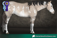 Horse Color:White Spotted Brown Dun Mushroom Sabino Splash 