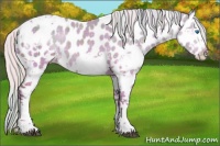 Horse Color:Plaid  Silver Brown Dun Splash Tobiano Near Leopard Rabicano 