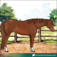 Horse Color:Chestnut 