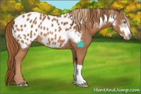 Horse Color:Chestnut Frame Appaloosa  and Chestnut Appaloosa 