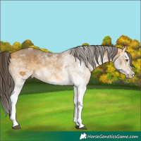 Horse Color:White Spotted Buckskin 