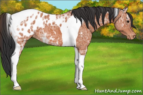 Horse Color:Bay Ice Tobiano Appaloosa 