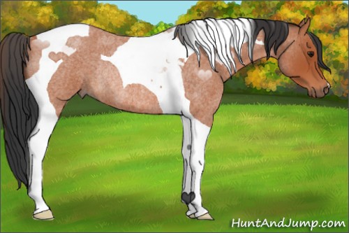 Horse Color:Bay Roan Tobiano Rabicano 