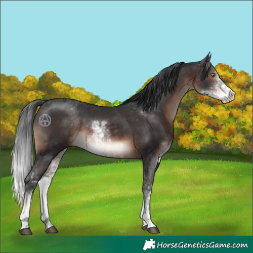 Horse Color:Brown Sabino