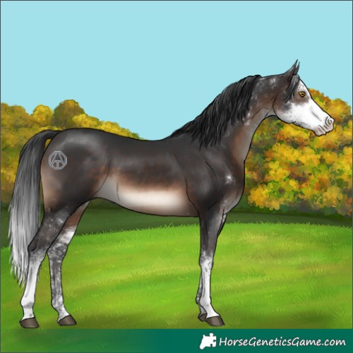 Horse Color:Brown Sabino