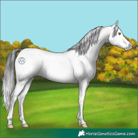 Horse Color:Brown Sabino