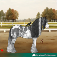 Horse Color:White Spotted Black 