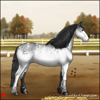 Horse Color:White Spotted Black