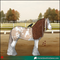 Horse Color:White Spotted Red Dun Splash