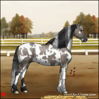 Horse Color:White Spotted Grullo