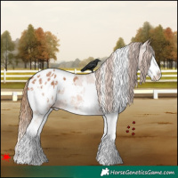 Horse Color:White Spotted Chestnut Splash Appaloosa 