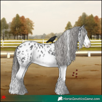 Horse Color:White Spotted Black Splash Appaloosa 