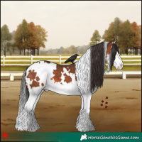 Horse Color:White Spotted Bay Splash