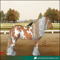 Horse Color:White Spotted Chestnut 