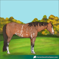 Horse Color:Bay Sabino 