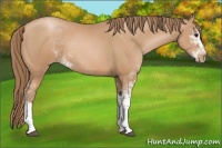 Horse Color:Black Pearl Sabino 