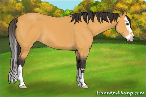 Horse Color:Buckskin Sabino Splash 