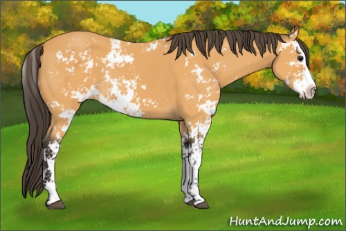 Horse Color:Buckskin Sabino 
