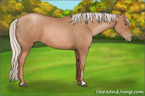 Horse Color:Silver Brown Pearl Sabino 