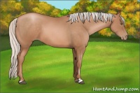 Horse Color:Silver Brown Pearl Sabino 