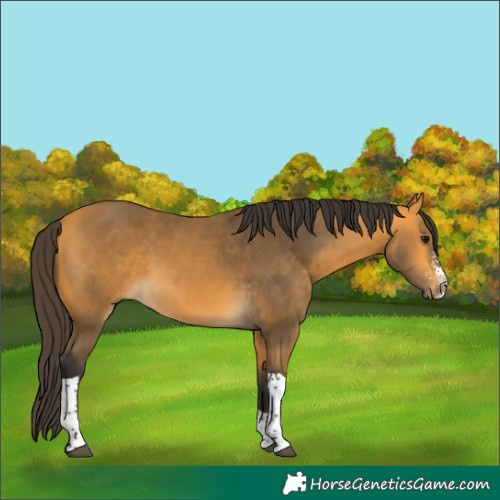 Horse Color:Buckskin Sabino Tobiano 