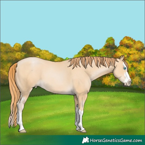 Horse Color:Buckskin Pearl Sabino Splash 