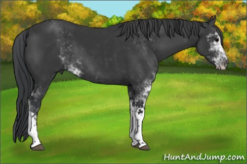 Horse Color:Black Sabino 