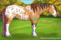 Horse Color:Painted White Spotted Buckskin Splash Appaloosa 