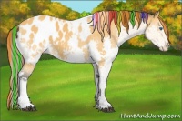 Horse Color:Painted Buckskin Sabino Splash Tobiano Appaloosa