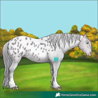 Horse Color:Watercolor White Spotted Amber Champagne Appaloosa 