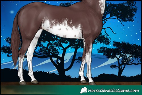 Horse Color:White Spotted Chocolate Black