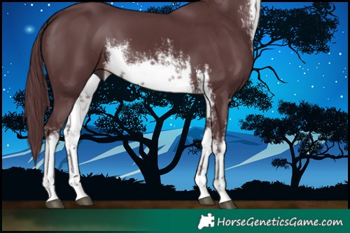 Horse Color:White Spotted Chocolate Black 