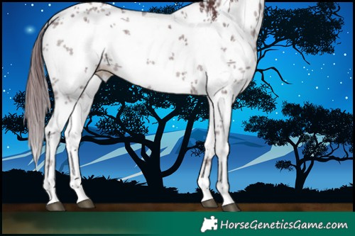 Horse Color:White Spotted Chocolate Black Sabino 