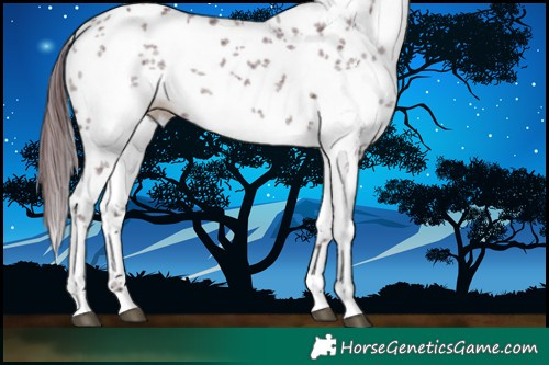 Horse Color:White Spotted Chocolate Black Sabino 