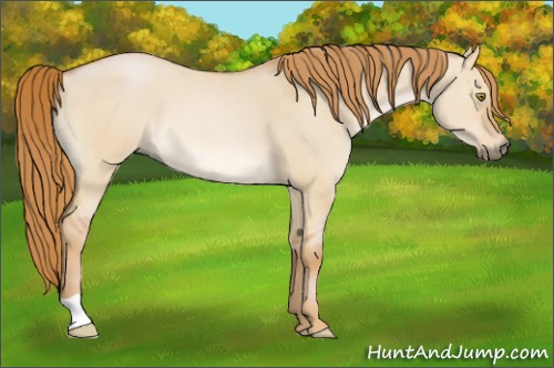 Horse Color:Unknown 