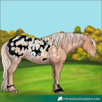 Horse Color:Gold Champagne Ice Appaloosa 